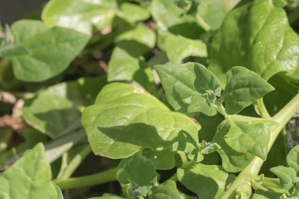 stock image Tetragonia leaves from new zealand spinach plant close up with sunlight outdoor