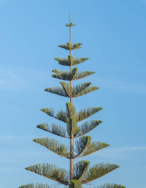 Parlak mavi gökyüzüne uzanan bir çam ağacının dikey görüntüsü