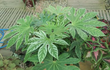 Fatsia Japonica Örümcek Ağı, aynı zamanda Aralia olarak da bilinir. Büyük ve çarpıcı yaprakları olan dayanıklı bir bitki türü.