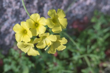 Açık havada açan parlak sarı oksalis pes caprae çiçeklerinin yakın plan görüntüsü.