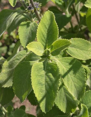 Top view of plectranthus barbatus plant growing in sunlight outdoors in summer clipart