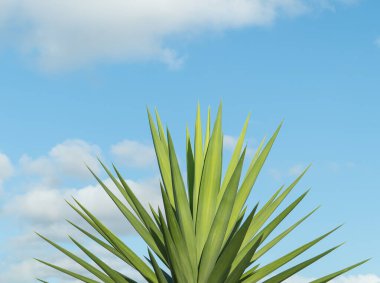 Vibrant green yucca leaves illuminated by the warm sunlight clipart