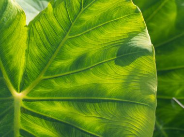 A stunning close up of a taro leaf bathed in warm sunlight outdoors clipart