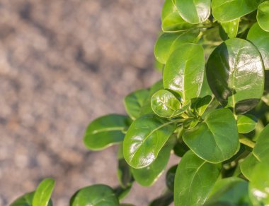 Canlı Coprosma 'nın yakın çekimi, parlak, yansıtıcı yapraklarla bitkinin altın güneş ışığını yakalar ve eşsiz botanik dokusunu gözler önüne serer.