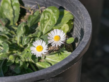 Bellis perennis flower in a pot basking in natural outdoor sunlight clipart