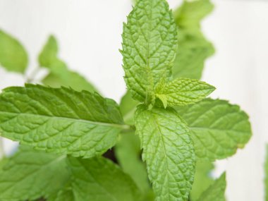 İçerideki taze nane yapraklarının detaylı görüntüsü