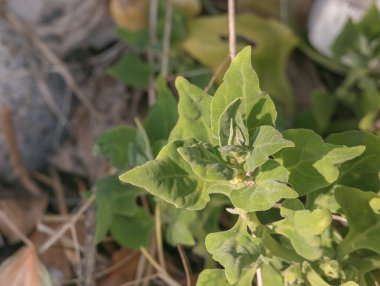 Güneş ışığı altında tetragonia tetragonioidleri doğal ışıkta büyür.