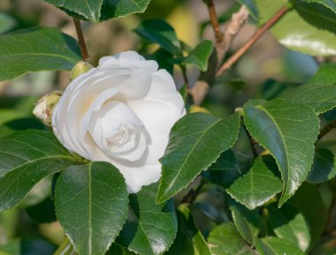 Açık havada açan beyaz kamelya japonica çiçeğinin yakın çekimi.