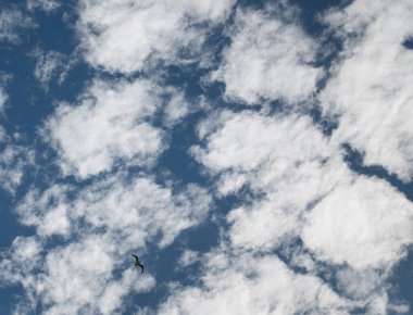 Pofuduk beyaz bulutlarla dolu parlak mavi gökyüzü barışçıl ve doğal bir atmosfer yaratıyor.