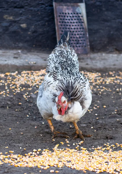 Домашняя Курица Которая Ест Зерна Кукурузы — стоковое фото
