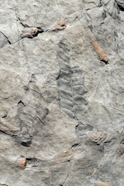 Eğreltiotlarının fosil yaprakları taşlaşmış ve bir kayanın yüzeyine vurgulanmış.