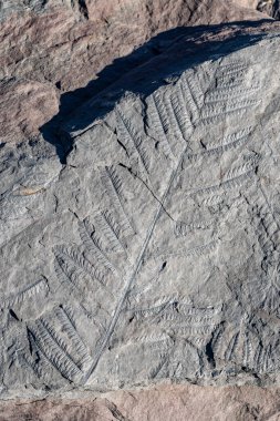 Eğreltiotlarının fosil yaprakları taşlaşmış ve bir kayanın yüzeyine vurgulanmış.