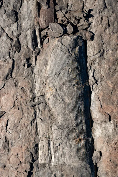 Fossiele Plantenstammen Gemarkeerd Het Oppervlak Van Een Rots — Stockfoto