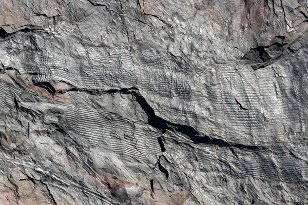 Tronchi Piante Fossili Evidenziati Sulla Superficie Una Roccia — Foto Stock