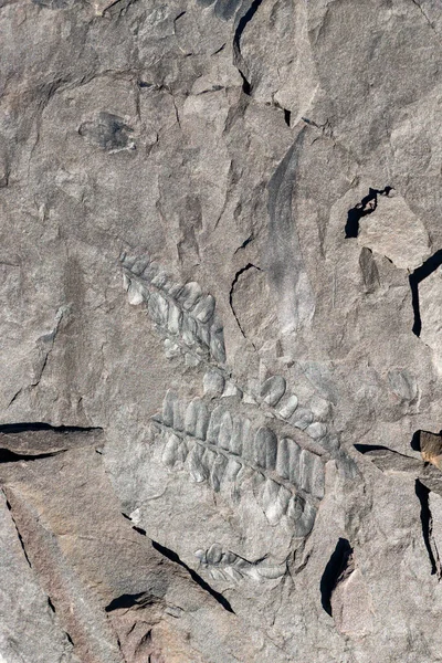 蕨类的化石叶子被石化并凸现在岩石表面 — 图库照片