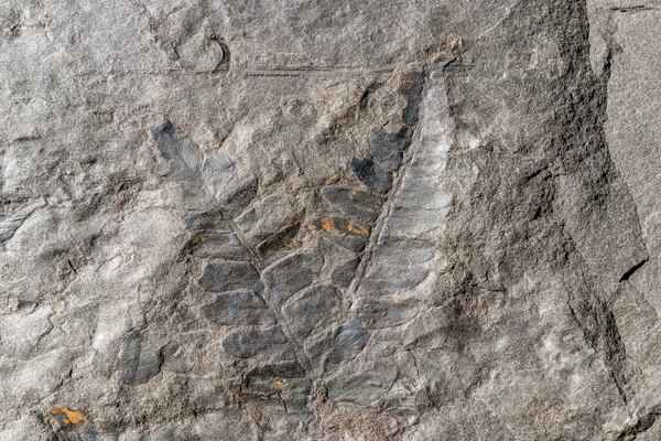 Stock image Fossil leaves of ferns petrified and highlighted on the surface of a rock