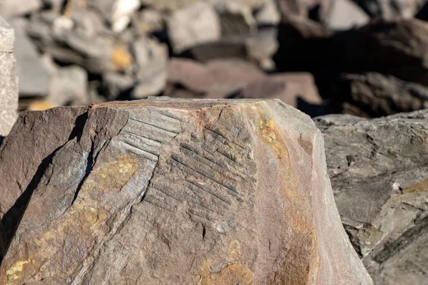 Foglie Fossili Felci Pietrificate Evidenziate Sulla Superficie Una Roccia — Foto Stock