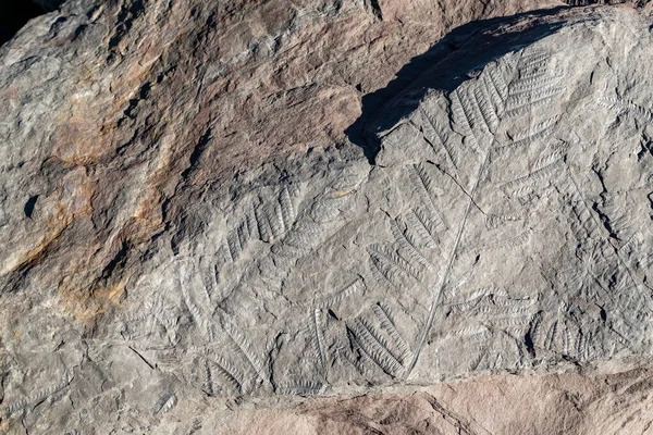 Fossiele Bladeren Van Varens Versteend Gemarkeerd Het Oppervlak Van Een — Stockfoto