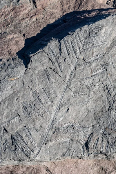 Fossiele Bladeren Van Varens Versteend Gemarkeerd Het Oppervlak Van Een — Stockfoto