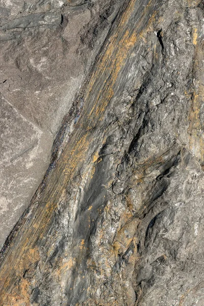 Fossiele Plantenstammen Gemarkeerd Het Oppervlak Van Een Rots — Stockfoto