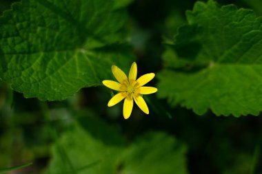 Koyu arkaplanlı çalılıklarda kır çiçeği