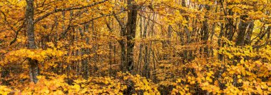 İspanya 'nın kuzeyinde, Mampodre' de sonbaharda renkli kayın, meşe ve çam ağaçları