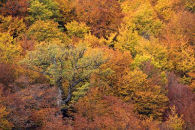 İspanya 'nın kuzeyinde, Mampodre' de sonbaharda renkli kayın, meşe ve çam ağaçları