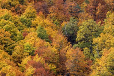 İspanya 'nın kuzeyinde, Mampodre' de sonbaharda renkli kayın, meşe ve çam ağaçları