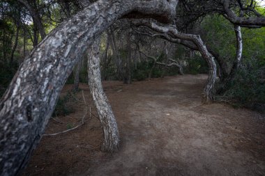 Tarragona kıyısındaki La Marquesa çam ormanı, Katalonya, İspanya.