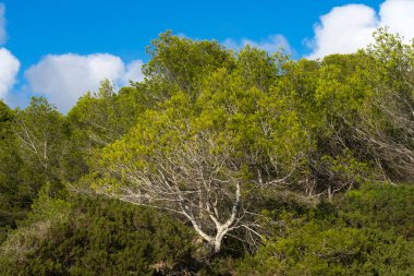 Tarragona kıyısındaki La Marquesa çam ormanı, Katalonya, İspanya.