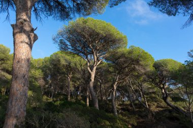 Tarragona kıyısındaki La Marquesa çam ormanı, Katalonya, İspanya.