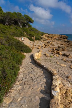 Tarragona kıyısındaki La Marquesa çam ormanı, Katalonya, İspanya.