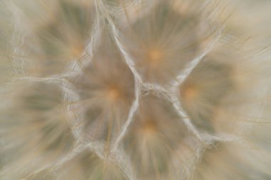 Karahindiba tohumu kafasının yakın görüntüsü. Görüntü bulanık ve bulanık, rüya gibi, ruhani bir kalite veriyor. Tohumlar, onları destekleyen narin, tüylü yapılar kadar görünür..