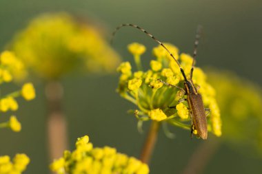 Uzun antenli bir böcekli (böcek) sarı çiçek. Çiçek yeşil bir arka planda ve böcek yakın planda. Vahşi doğa ve tozlaşma devam ediyor.