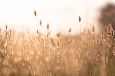Güneş batarken güzellik tarlası.
