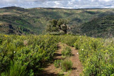 Dupero Nehri 'nin Meander' i, Arribes del Duero 'nun doğal parkında Pinilla de Fermoselle, Zamora, İspanya.