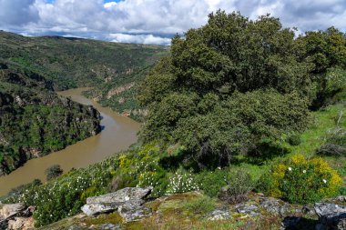 Dupero Nehri 'nin Meander' i, Arribes del Duero 'nun doğal parkında Pinilla de Fermoselle, Zamora, İspanya.