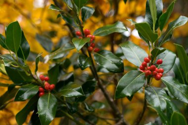 Sonbaharda arka planda kayın sarısı yaprakları olan Holly ağacı