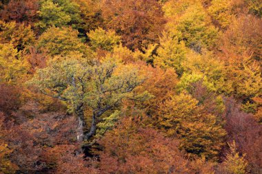 Sonbaharda kayın ormanları ve Riano Dağı Doğal Parkı, Leon, İspanya 'nın kuzeyi..
