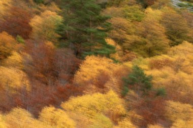 Sonbaharda kayın ormanları ve Riano Dağı Doğal Parkı, Leon, İspanya 'nın kuzeyi..
