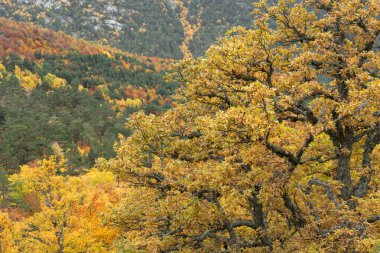 Sonbaharda kayın ormanları ve Riano Dağı Doğal Parkı, Leon, İspanya 'nın kuzeyi..