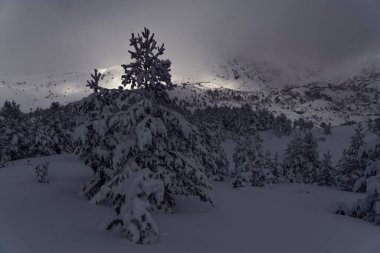 İspanya 'nın kuzeyindeki Riano ve Mampodre dağlarında kışın Çam ormanlarında kar yağıyor. Avrupa zirveleri.