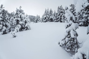 İspanya 'nın kuzeyindeki Riano ve Mampodre dağlarında kışın Çam ormanlarında kar yağıyor. Avrupa zirveleri.