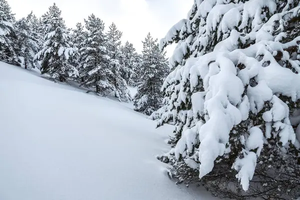 Stock image Snowing in a Pine forest in winter in Riano and Mampodre mountains in the north of Spain. European peaks.