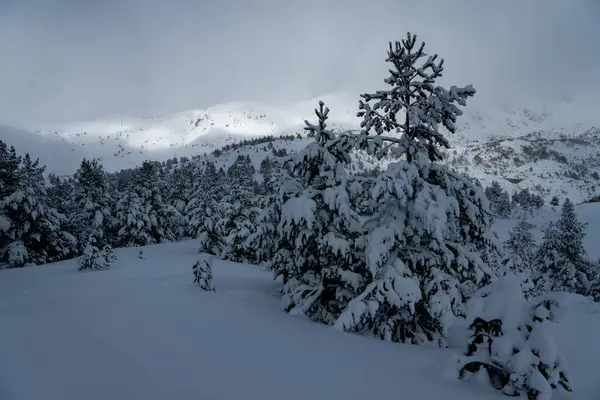 stock image Snowing in a Pine forest in winter in Riano and Mampodre mountains in the north of Spain. European peaks.