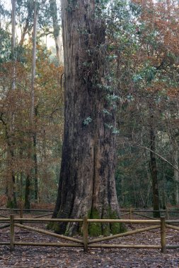 Souto da Retorta eucalyptus forest with very large trees in Lugo province, Galicia, Spain. clipart