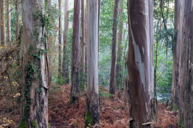 Souto da Retorta okaliptüs ormanı Lugo vilayetinde çok büyük ağaçlarla, Galiçya, İspanya.