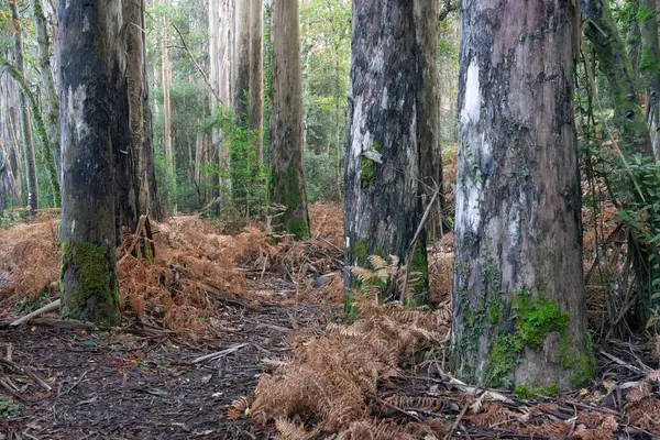 Stock image Souto da Retorta eucalyptus forest with very large trees in Lugo province, Galicia, Spain.