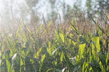 Corn fields before harvest being irrigated by sprinklers hydrants with water droplets on all sides clipart