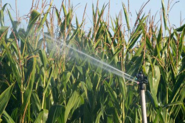 Hasattan önce mısır tarlaları her tarafında su damlacıkları olan fıskiyelerle sulanır.